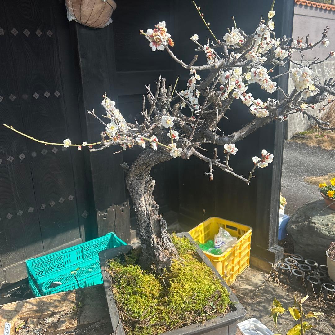 白梅の盆栽