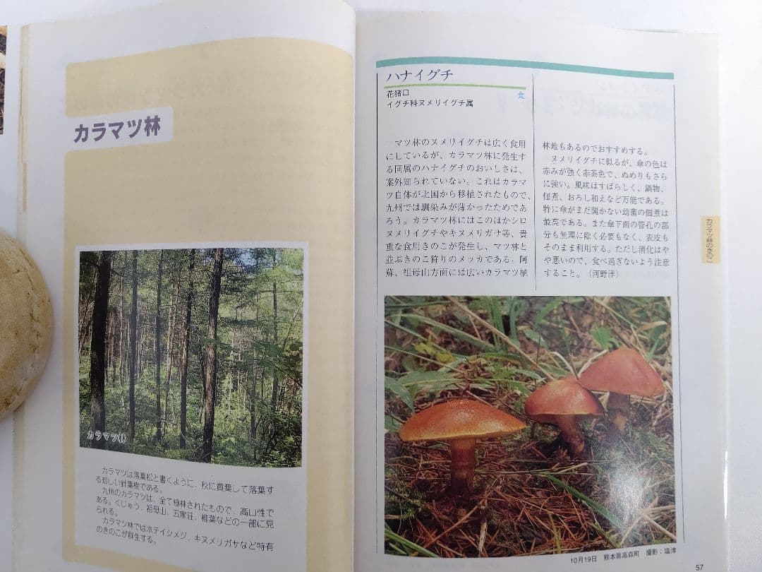 『熊本のきのこ』きのこ図鑑 稀覯本