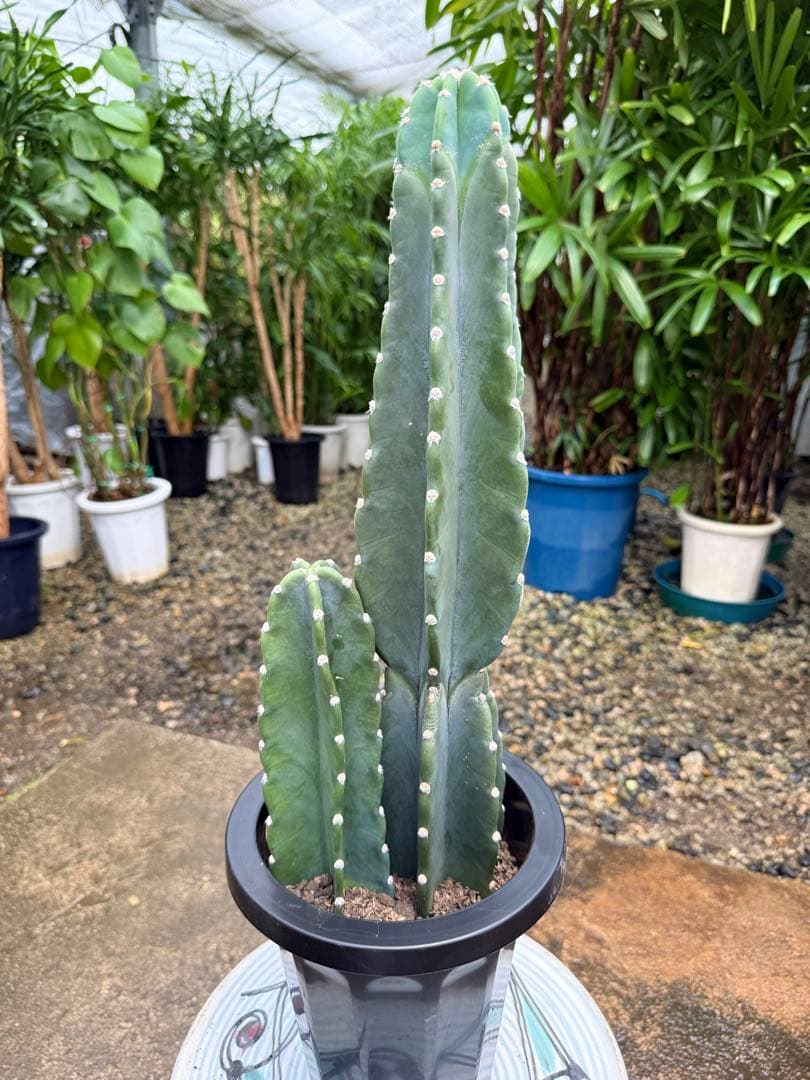 【特級品】柱サボテン 鬼面角 2本立ち 特大極上美株2株植え 7号鉢 美品