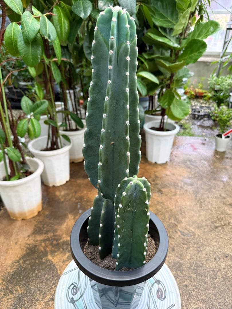 【特級品】柱サボテン 鬼面角 2本立ち 特大極上美株2株植え 7号鉢 美品