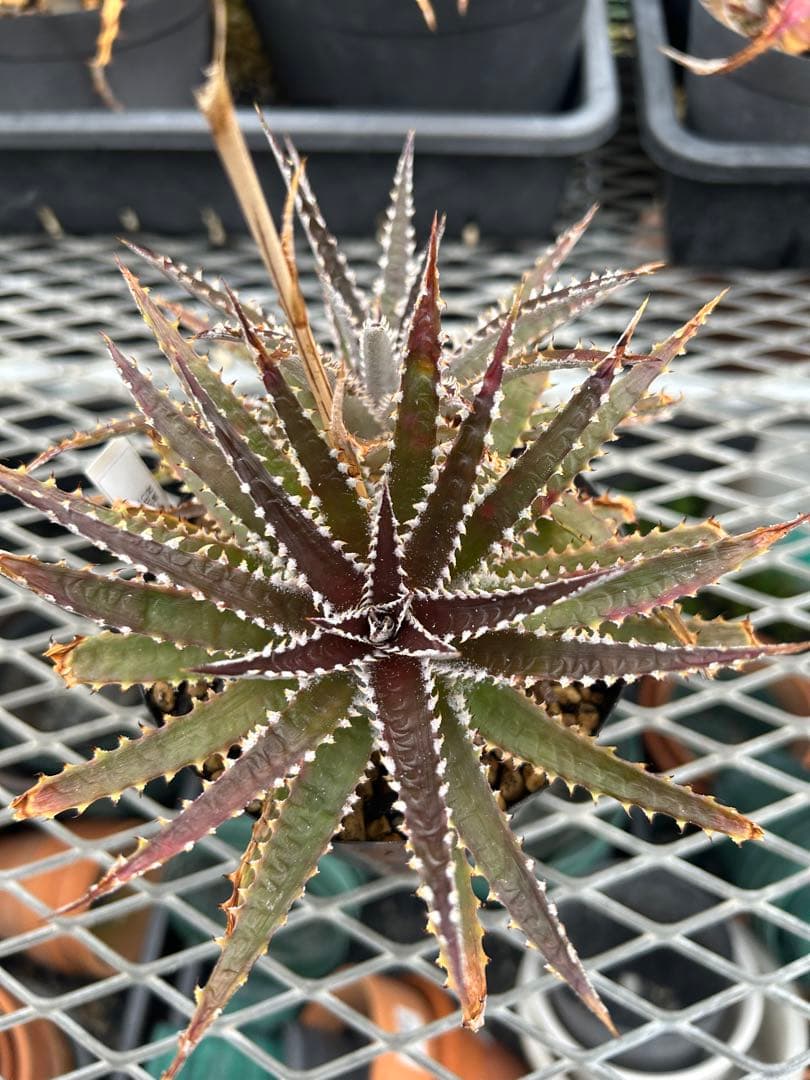 ディッキア Dyckia Code NW-45 Bill Baker