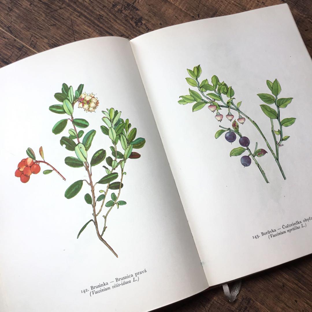 植物図鑑　洋書　チェコ植物図鑑　ボタニカルアート