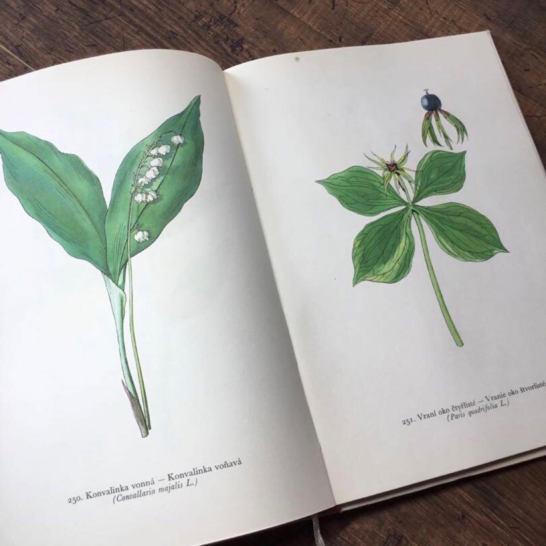 植物図鑑　洋書　チェコ植物図鑑　ボタニカルアート