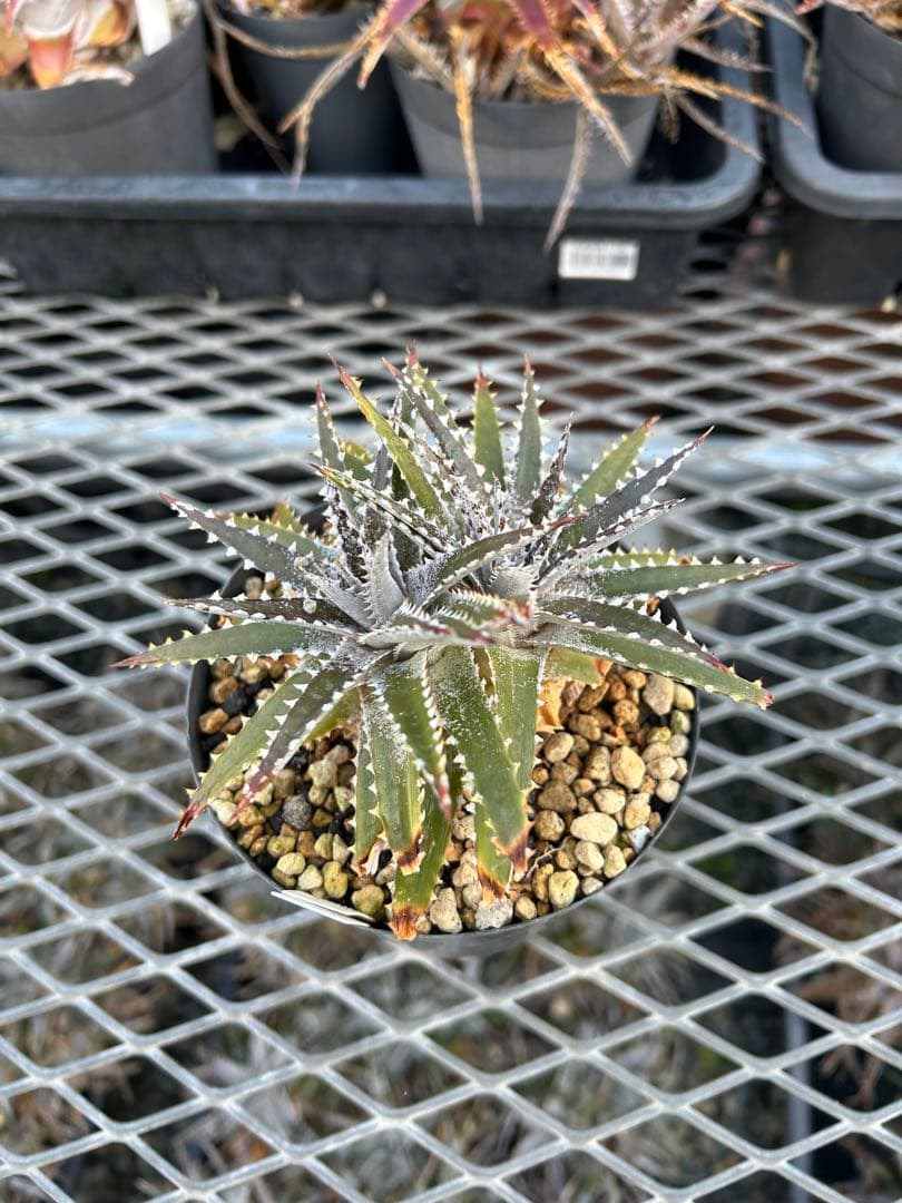 DBディッキア Dyckia Bill Baker hybrid #225 ⑵