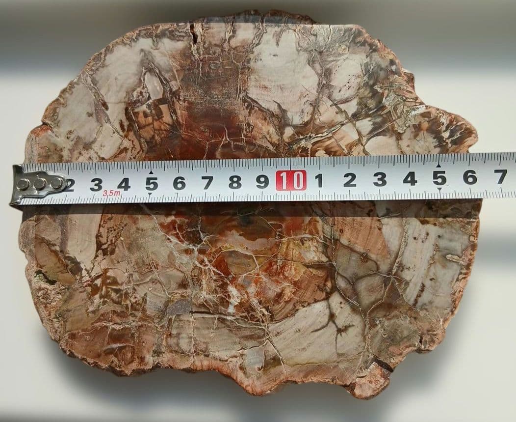 ペトリファイドウッド　珪化木　スライス　プレート　天然石　616g　ペトリ