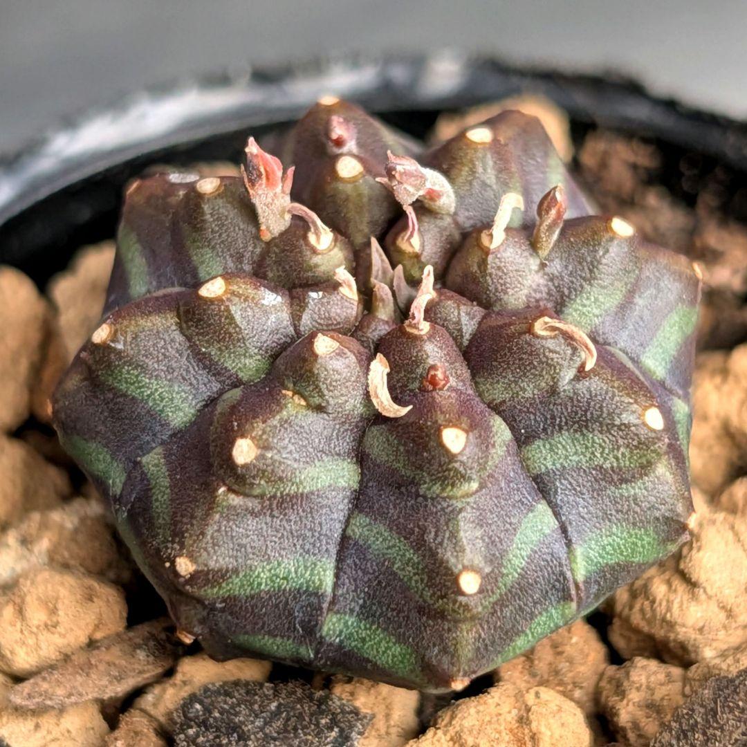多肉植物 ユーフォルビア スーパーブラックバリダ(実生苗です)