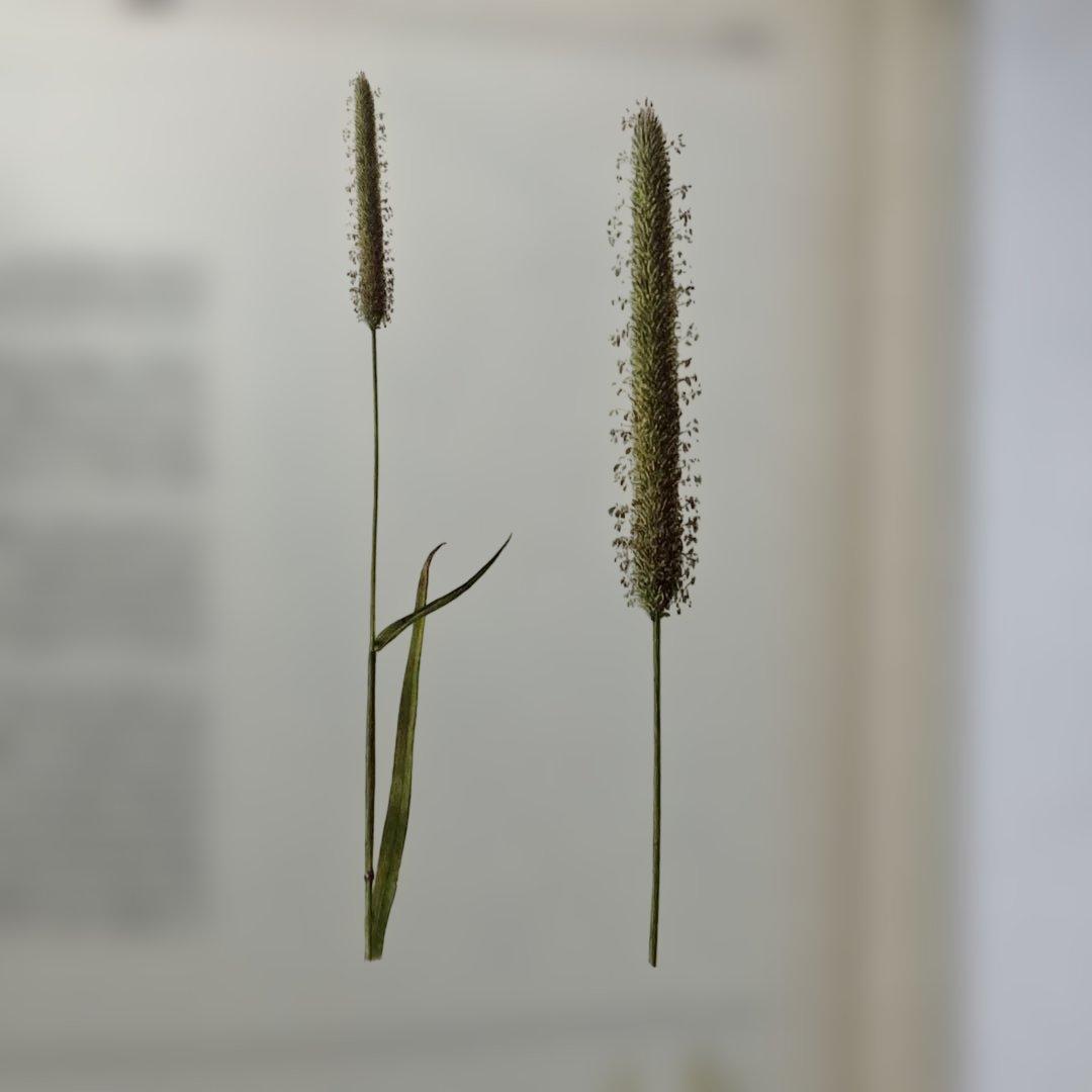 PLANTES SAUVAGES 256イラスト 洋書
