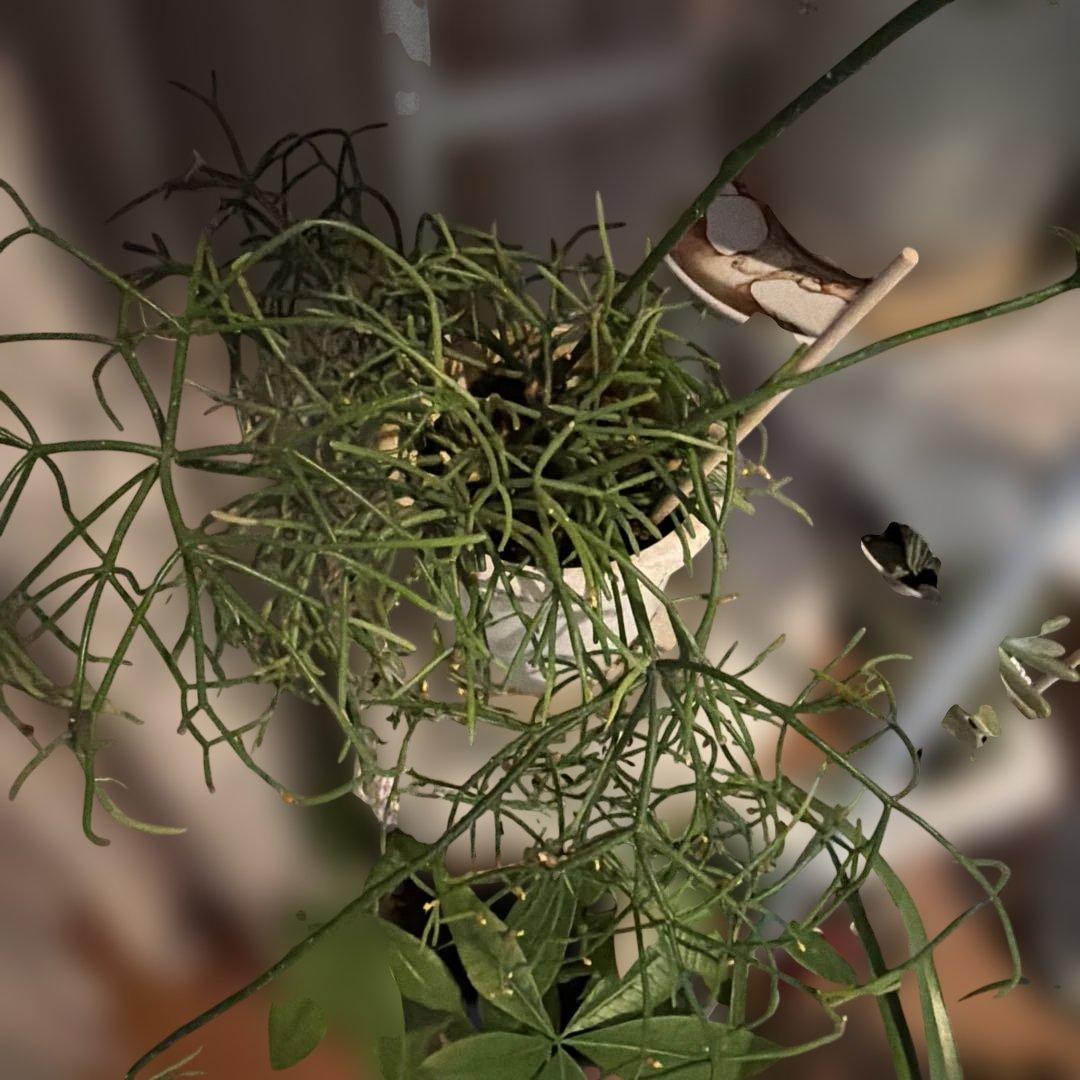 観葉植物