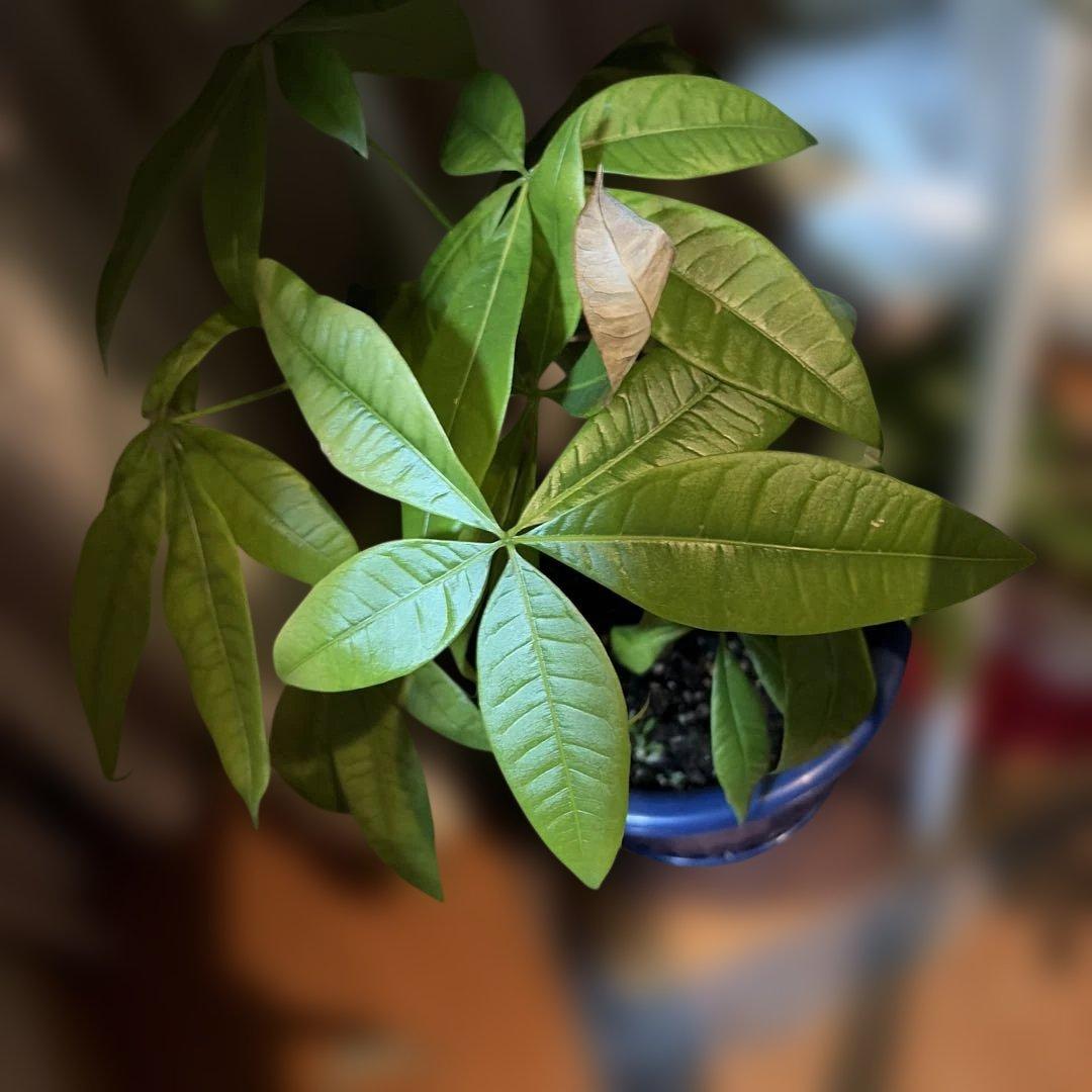 観葉植物