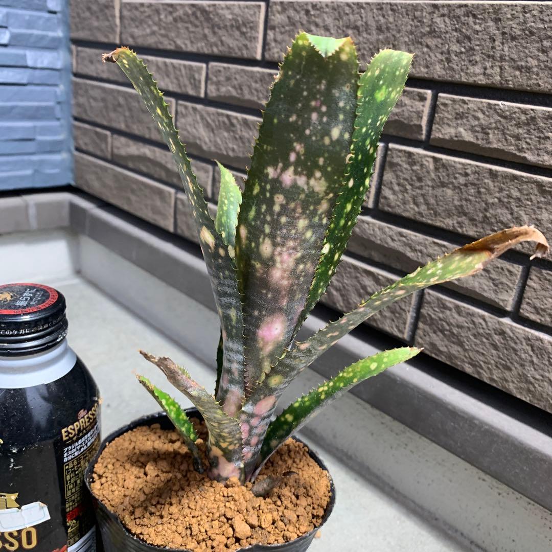 ブロメリア・エアープランツ Billbergia Kolan raspberry cream