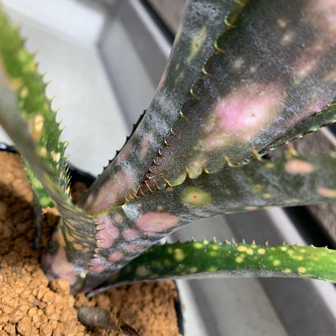ブロメリア・エアープランツ Billbergia Kolan raspberry cream