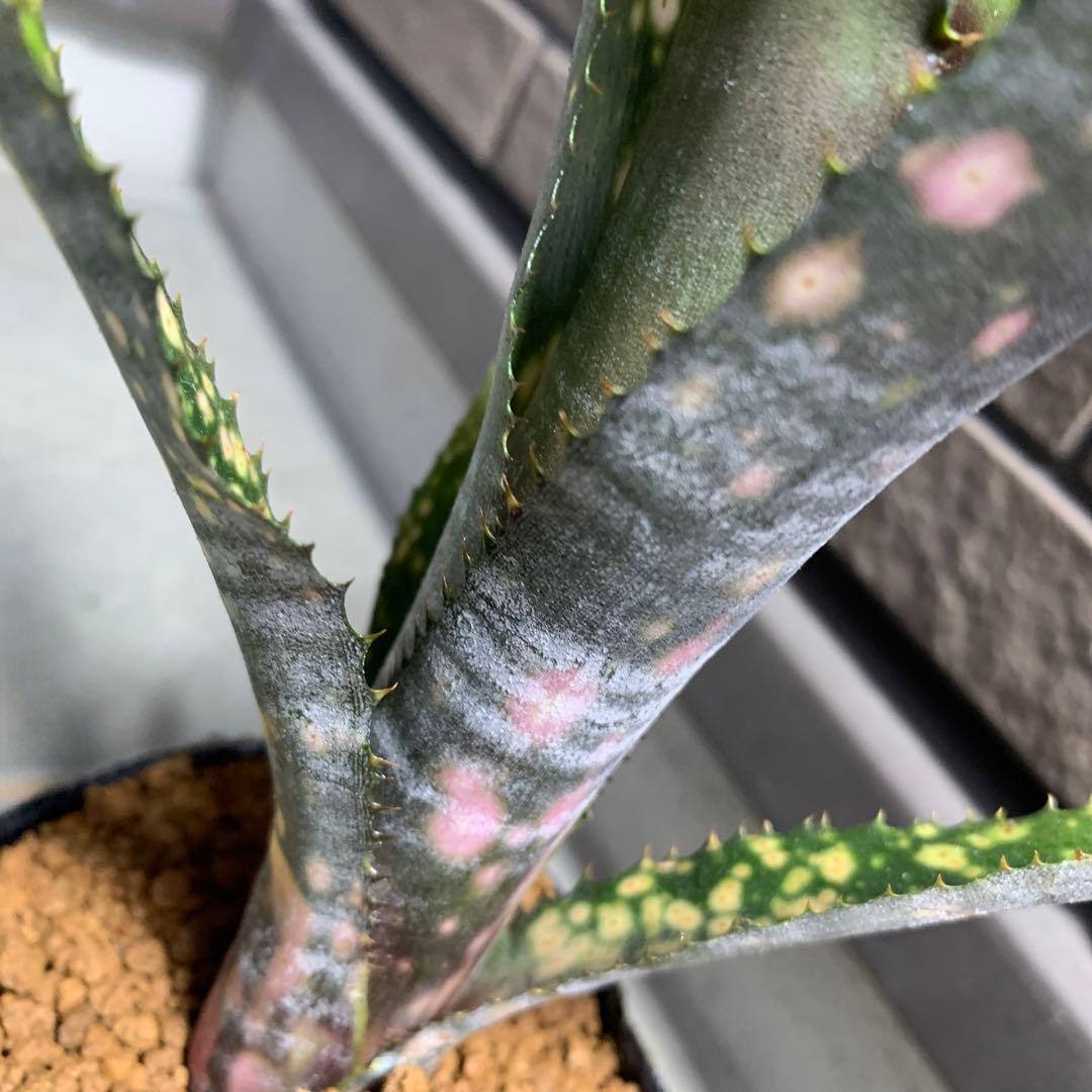 ブロメリア・エアープランツ Billbergia Kolan raspberry cream