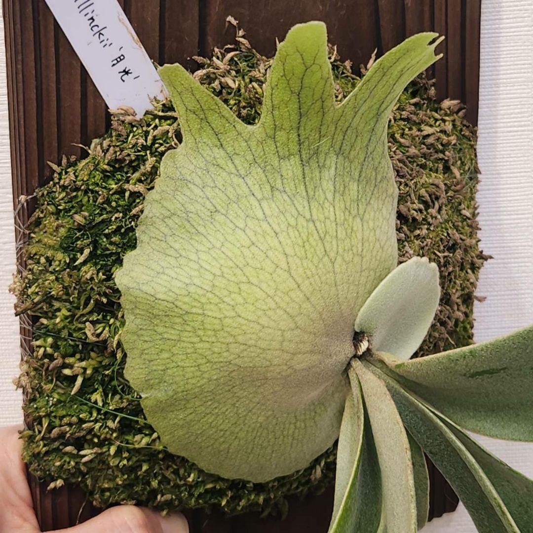 月光爪哇OC子株　ウィリンキー　ビカクシダ　willinckii ゲッコウジャワ
