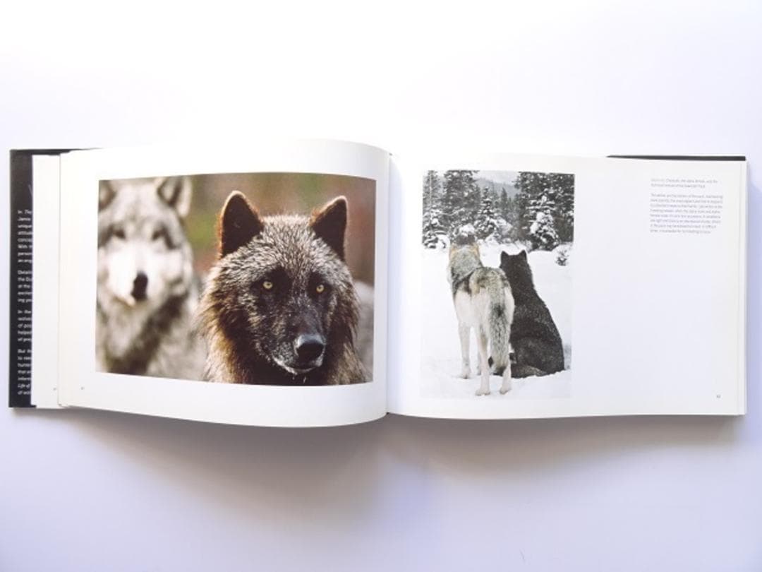 洋書◆オオカミ 写真集 本 狼 ウルフ
