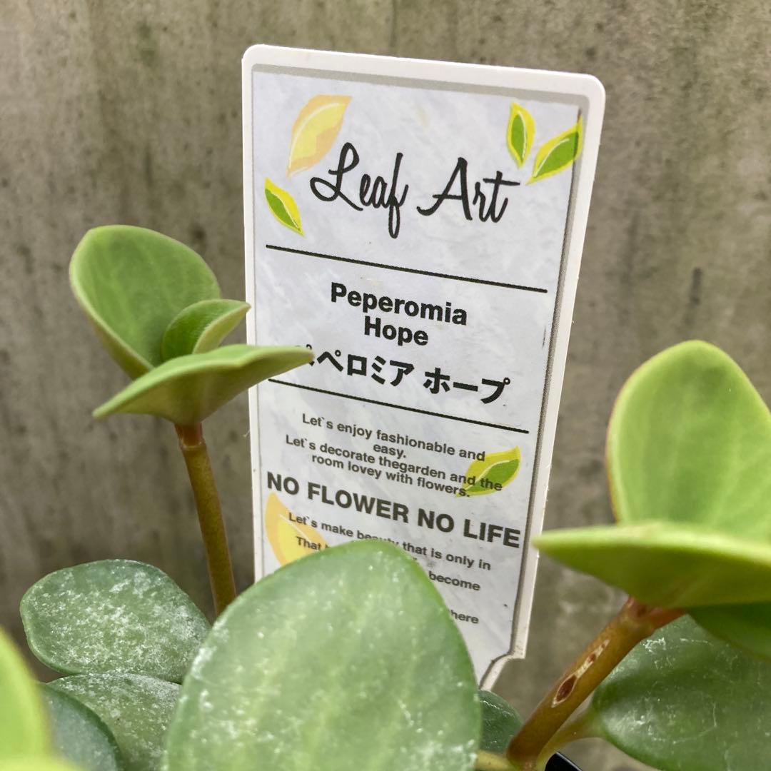 【SPRING SALE】①ぺぺロミア・ホープ　ポット苗発送♡
