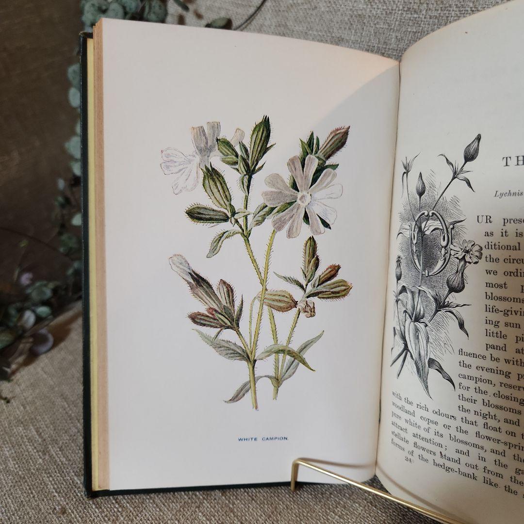 植物図鑑　洋書　古書　アンティーク　Familar Wild Flowers②