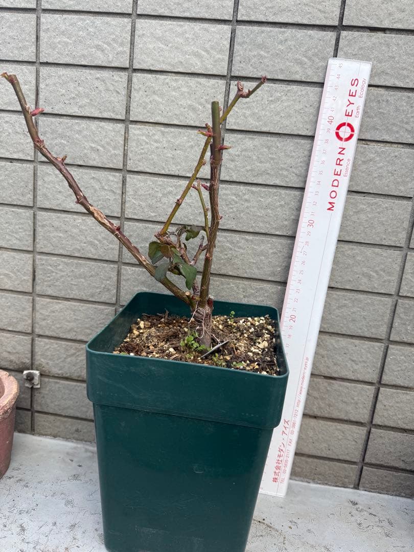 珍しい切花バラ苗