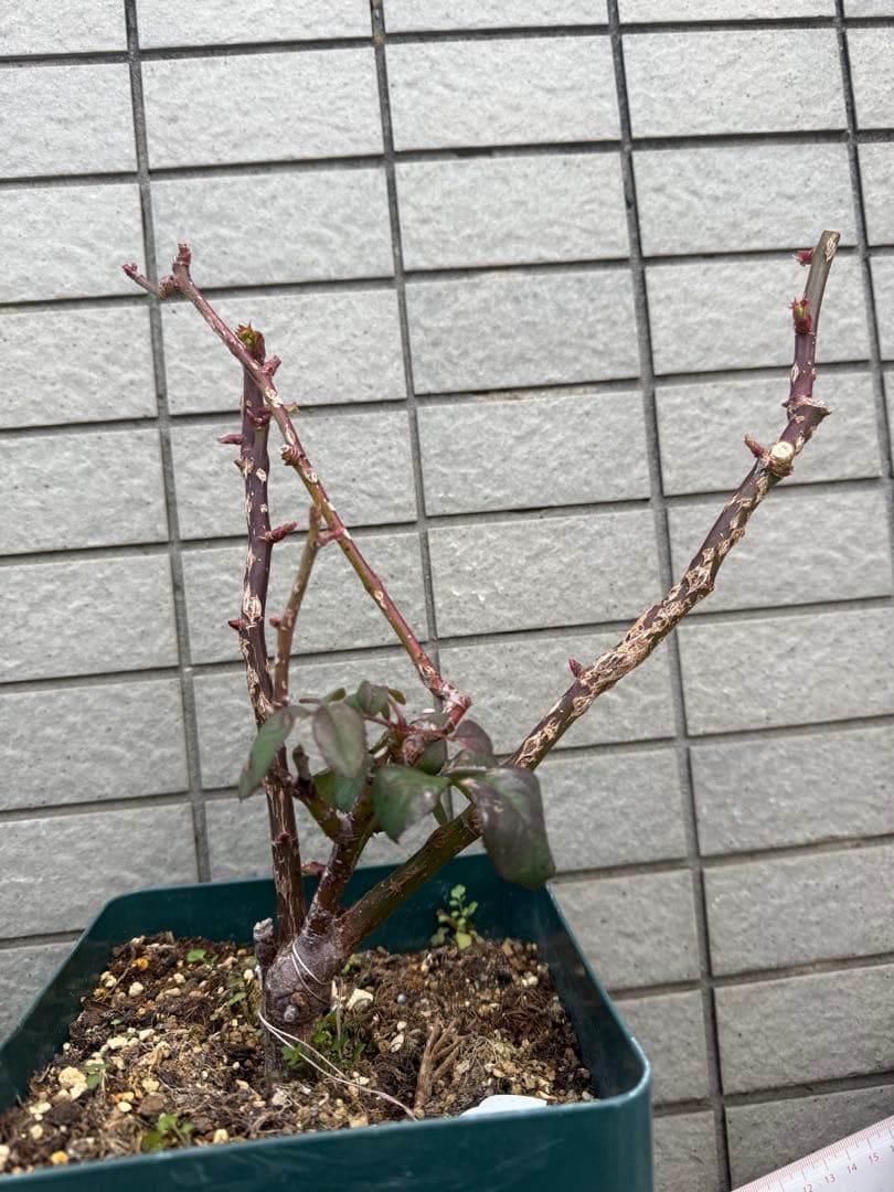 珍しい切花バラ苗