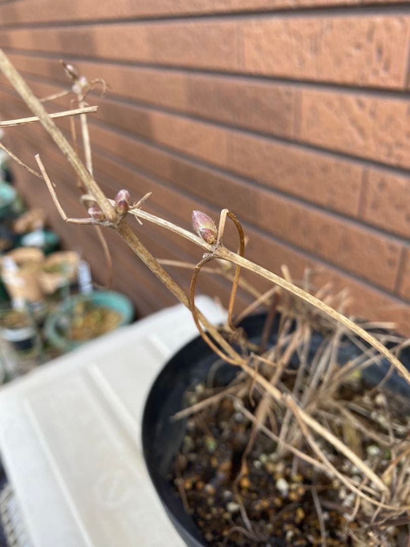 クレマチス 大河