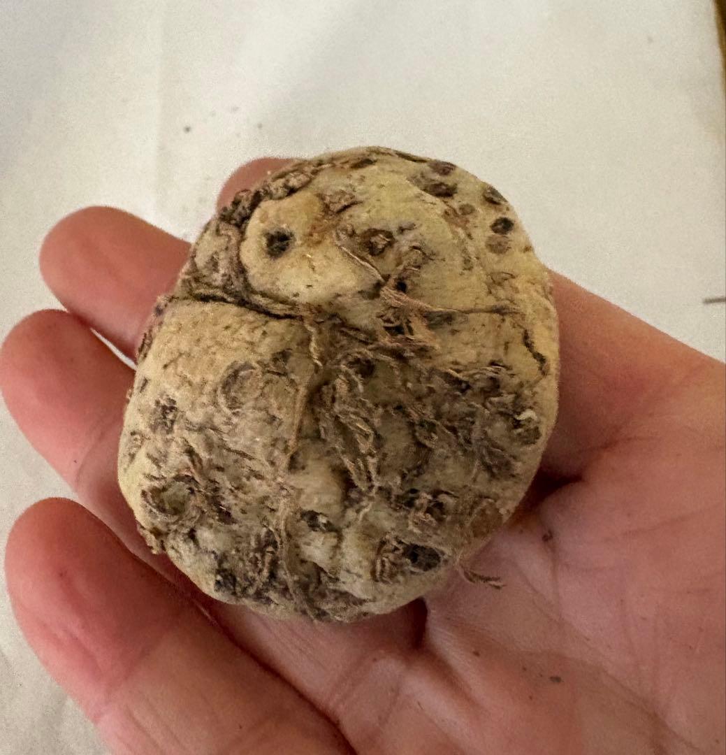 澤*ち様 連休セール‼️２点限定‼️幻の植物　竜卵窟ブラキステルマ バーベラエ