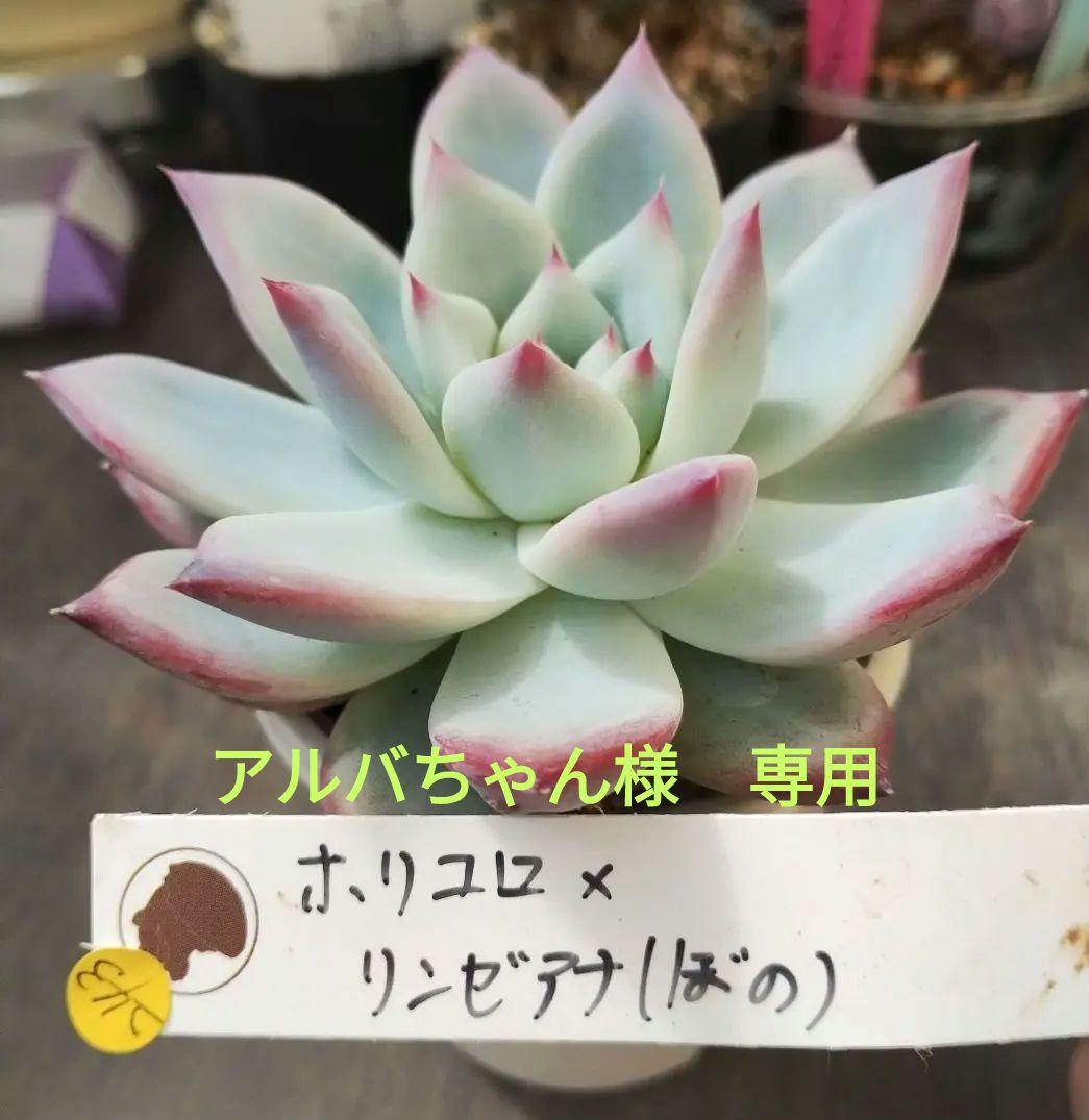 多肉243　ホリコロ × リンゼアナ（ぼの）　札付　抜き苗で【特定記録】付き郵便