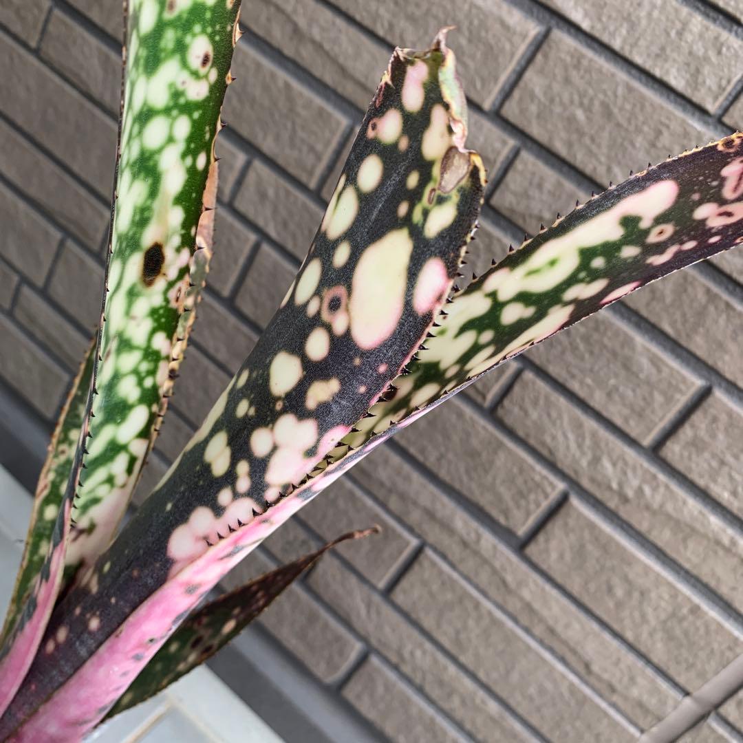 Billbergia Fire Works 子株付き