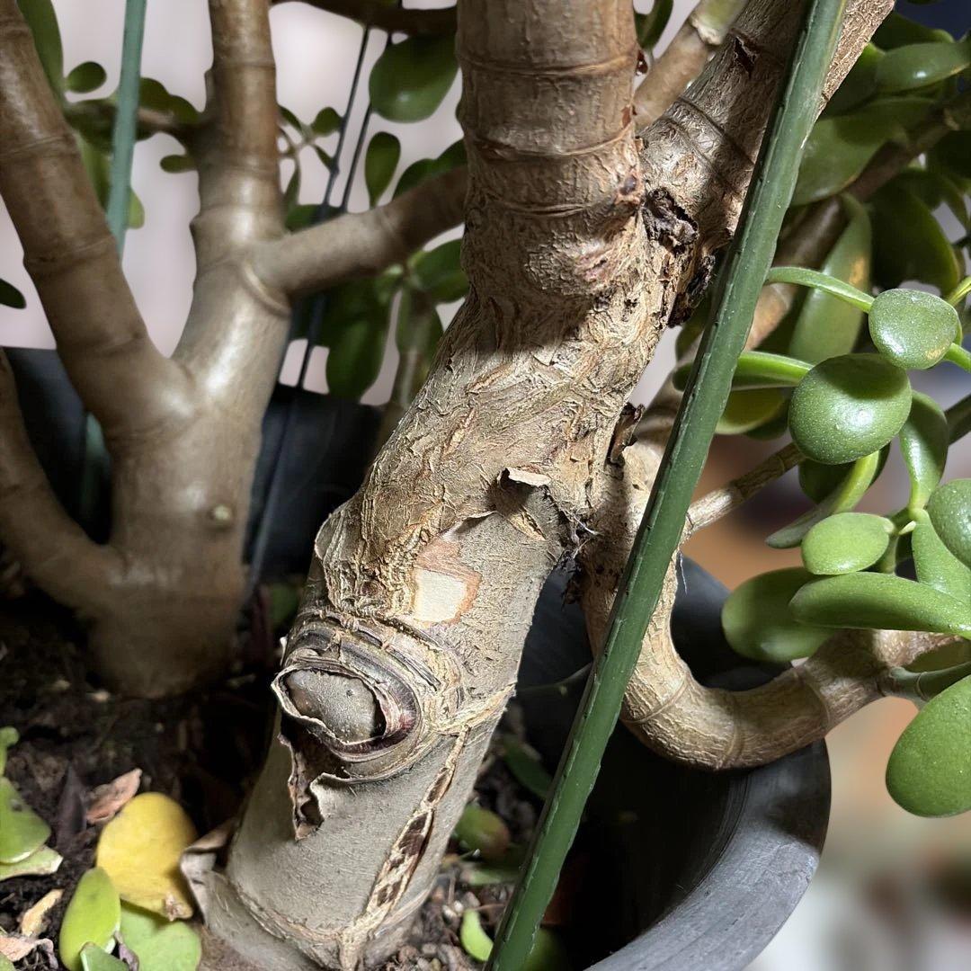 お金の木　観葉植物