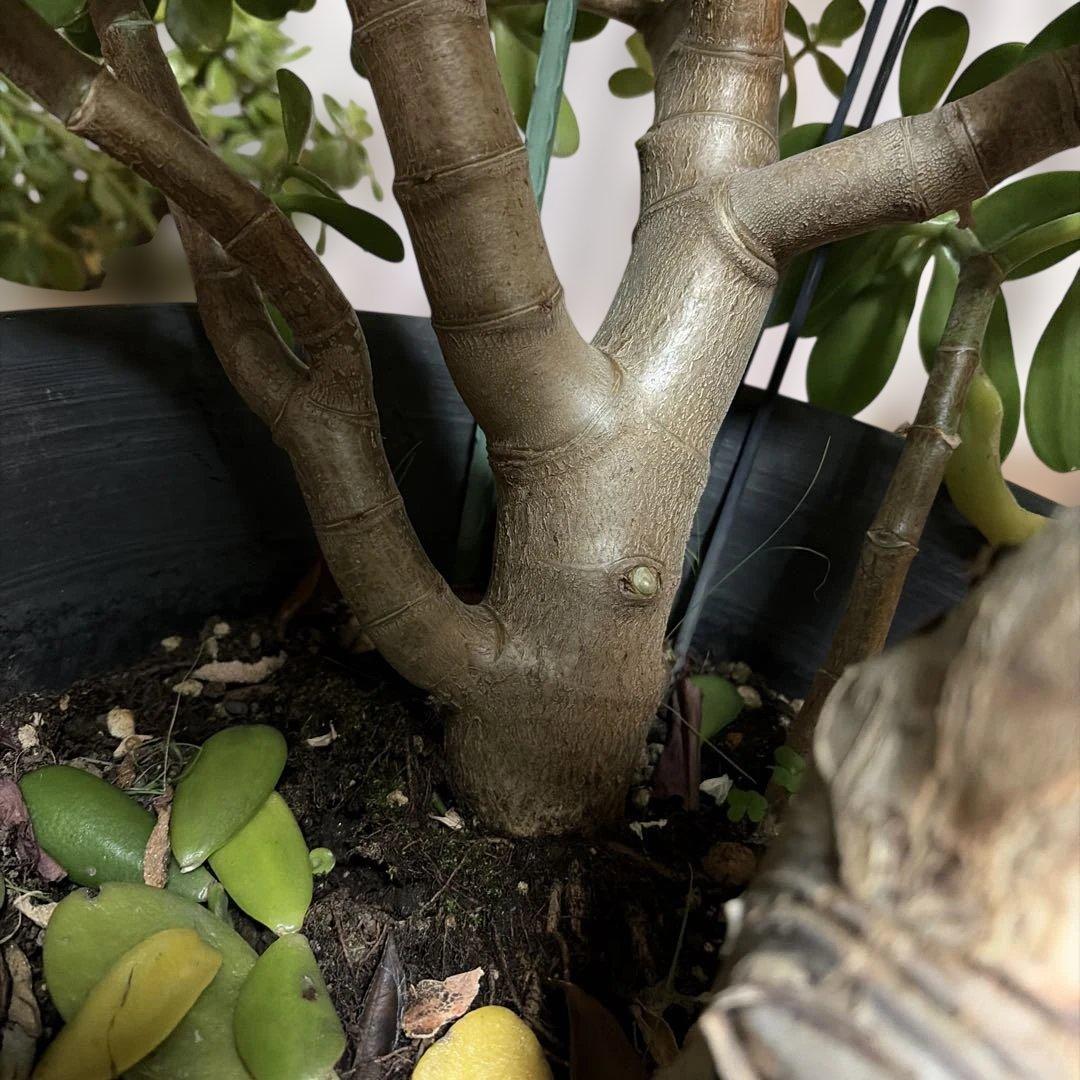 お金の木　観葉植物