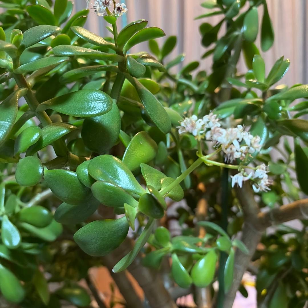 お金の木　観葉植物