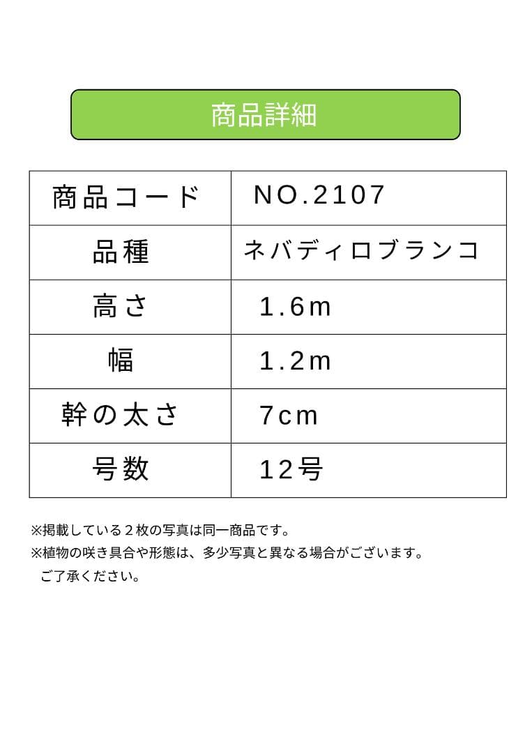オリーブの木　ネバディロブランコ　大型　約160cm　NO.2107　人気　現品