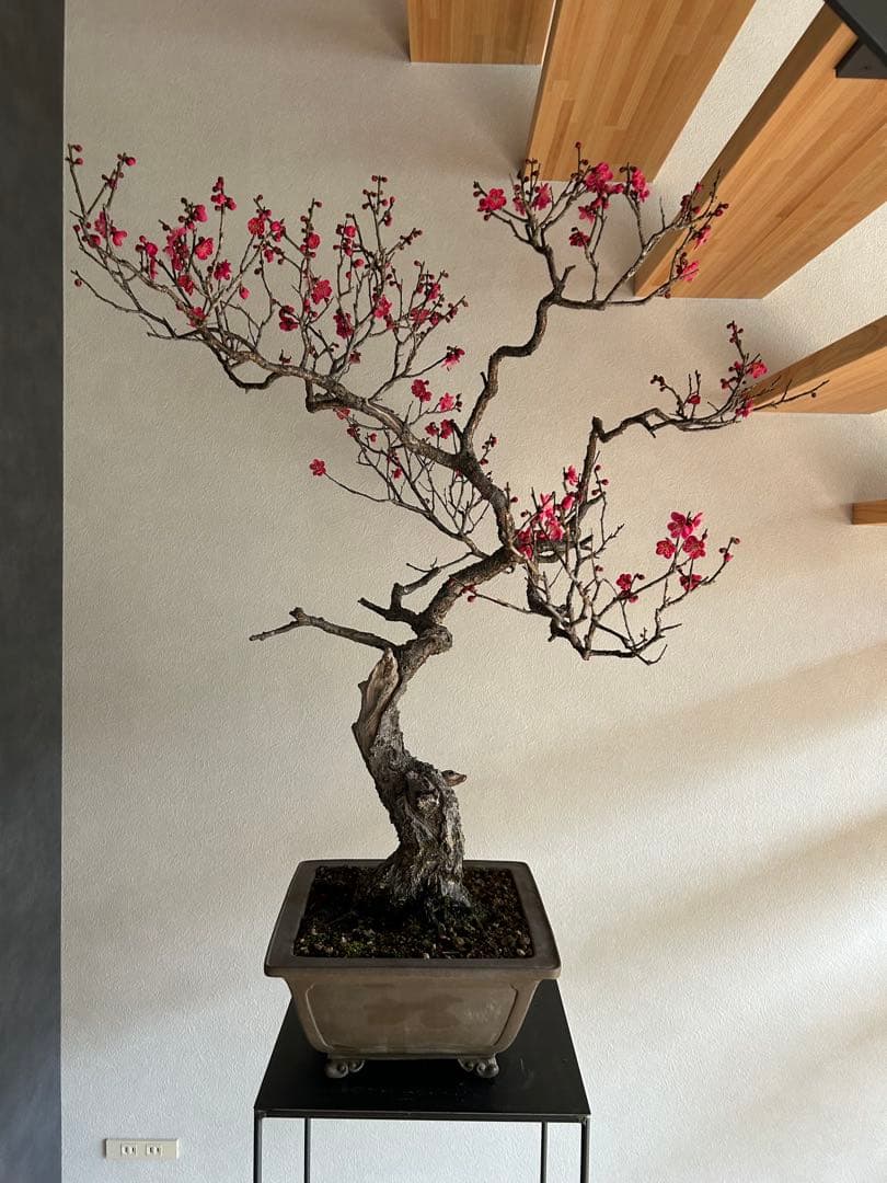 紅梅　盆栽　大品　一重　ピンク花　舎利　古木