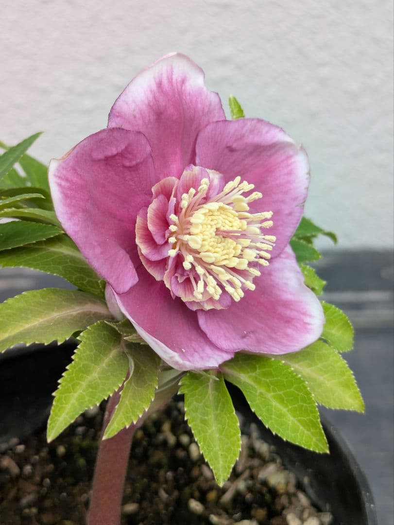広瀬園芸 クリスマスローズ ソレイユ系セミダブル 芳純な発色