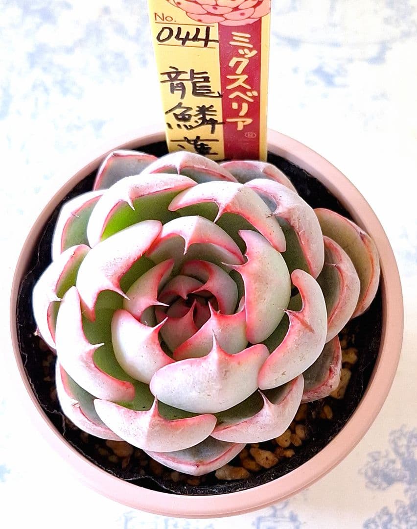 龍鱗蓮華　札付きポットごとメルカリ便おらいさん苗ミックスベリア