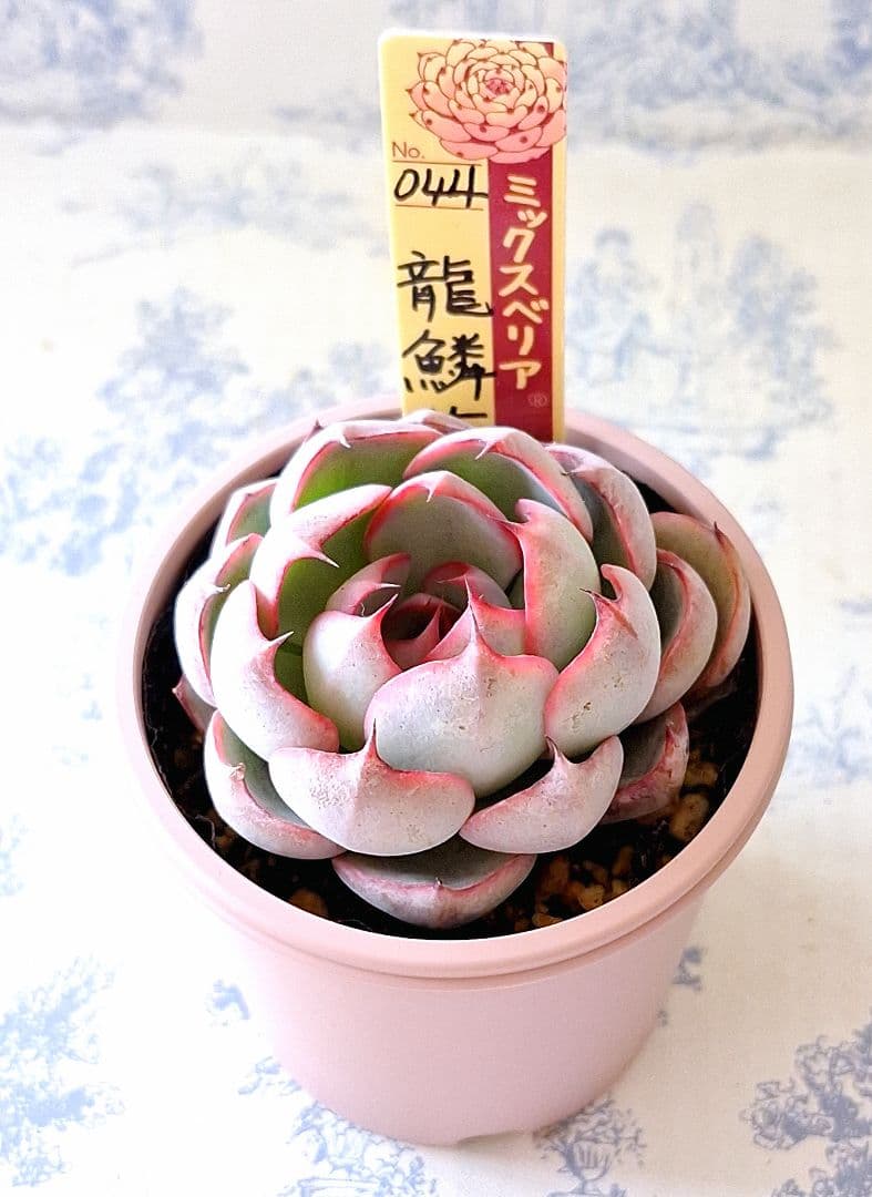 龍鱗蓮華　札付きポットごとメルカリ便おらいさん苗ミックスベリア