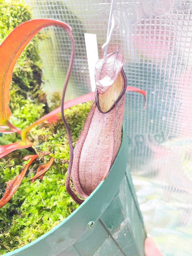 その他観葉植物 BE-3870 N. tentaculata gun,tambusisi