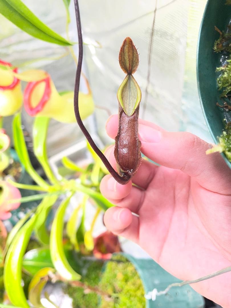 その他観葉植物 BE-3870 N. tentaculata gun,tambusisi