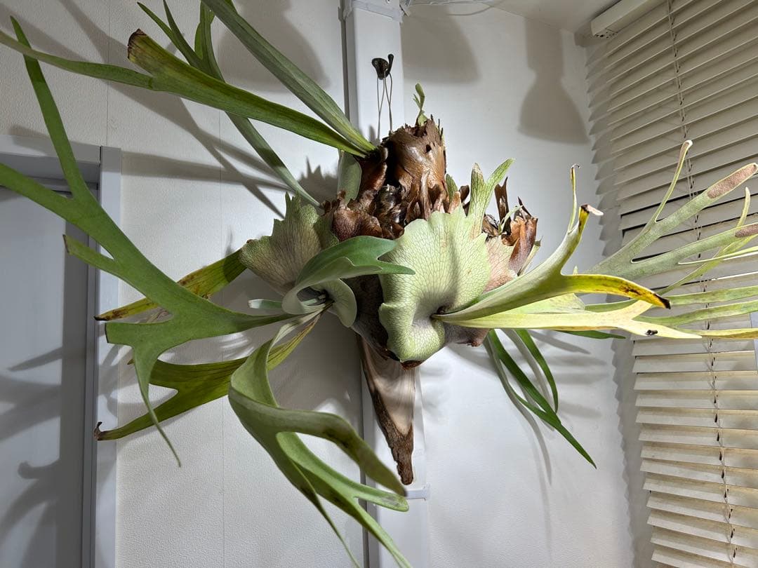 【巨大】ビカクシダ 壁掛け観葉植物（引取限定）