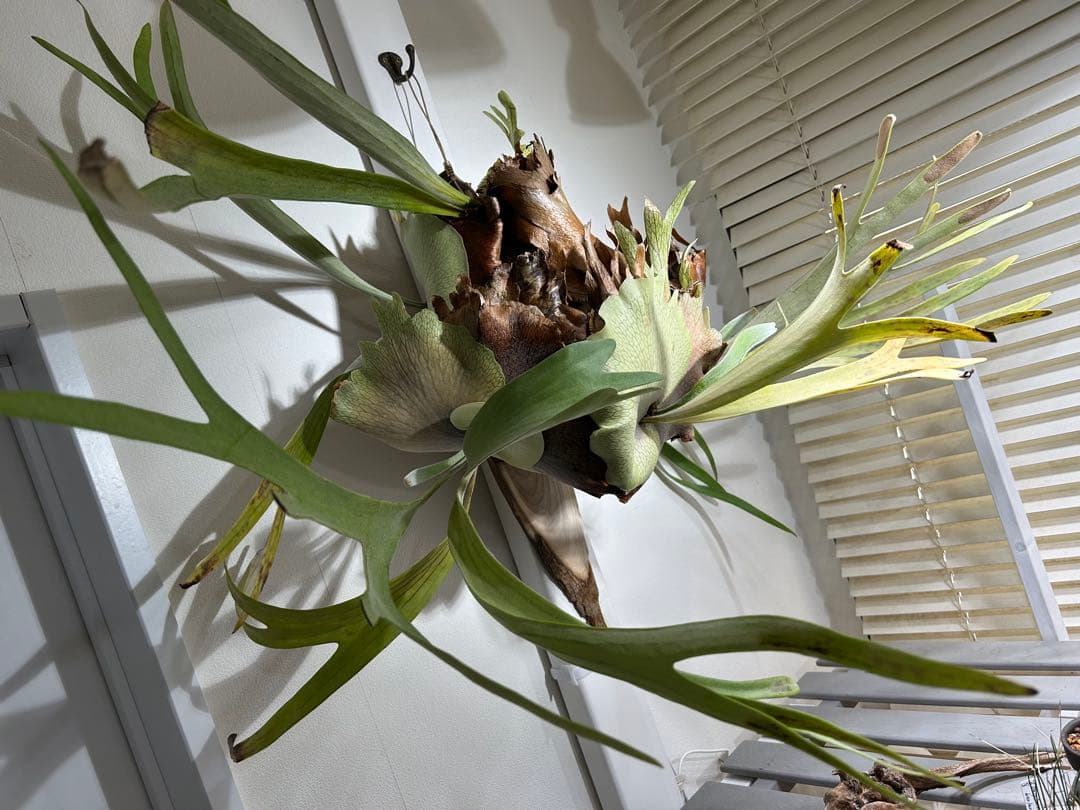 【巨大】ビカクシダ 壁掛け観葉植物（引取限定）
