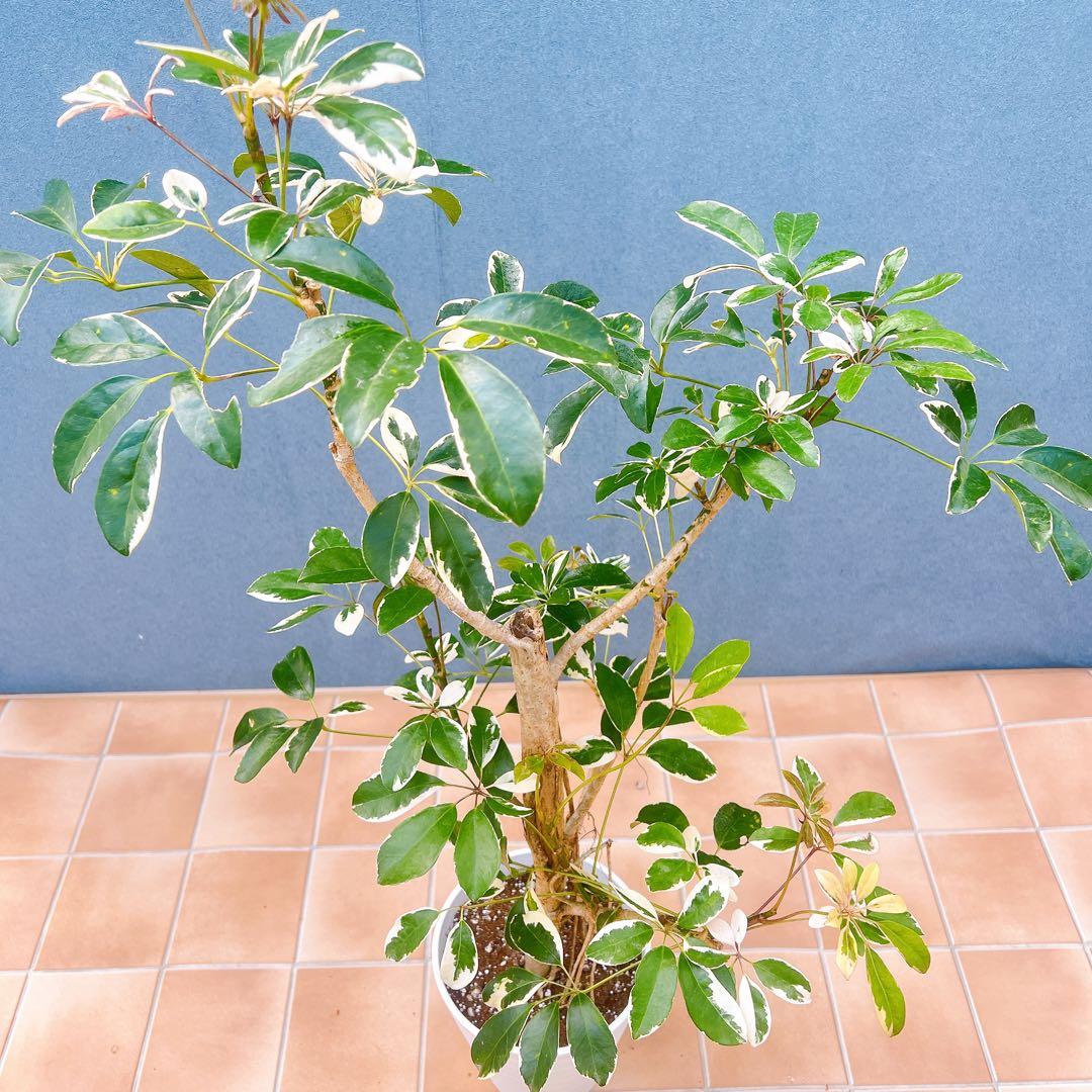 現品　シェフレラ　斑入り　白斑　62番　観葉植物　インテリアグリーン