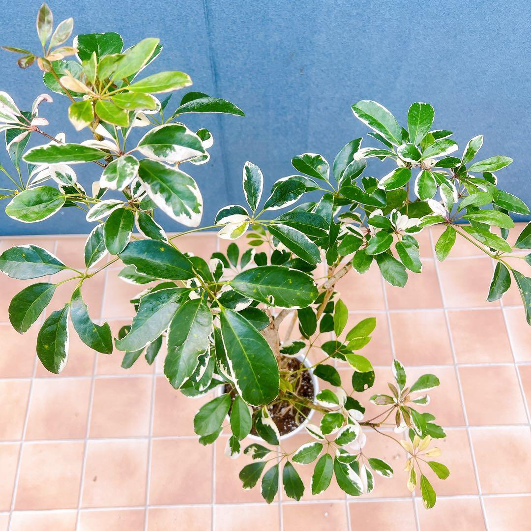 現品　シェフレラ　斑入り　白斑　62番　観葉植物　インテリアグリーン