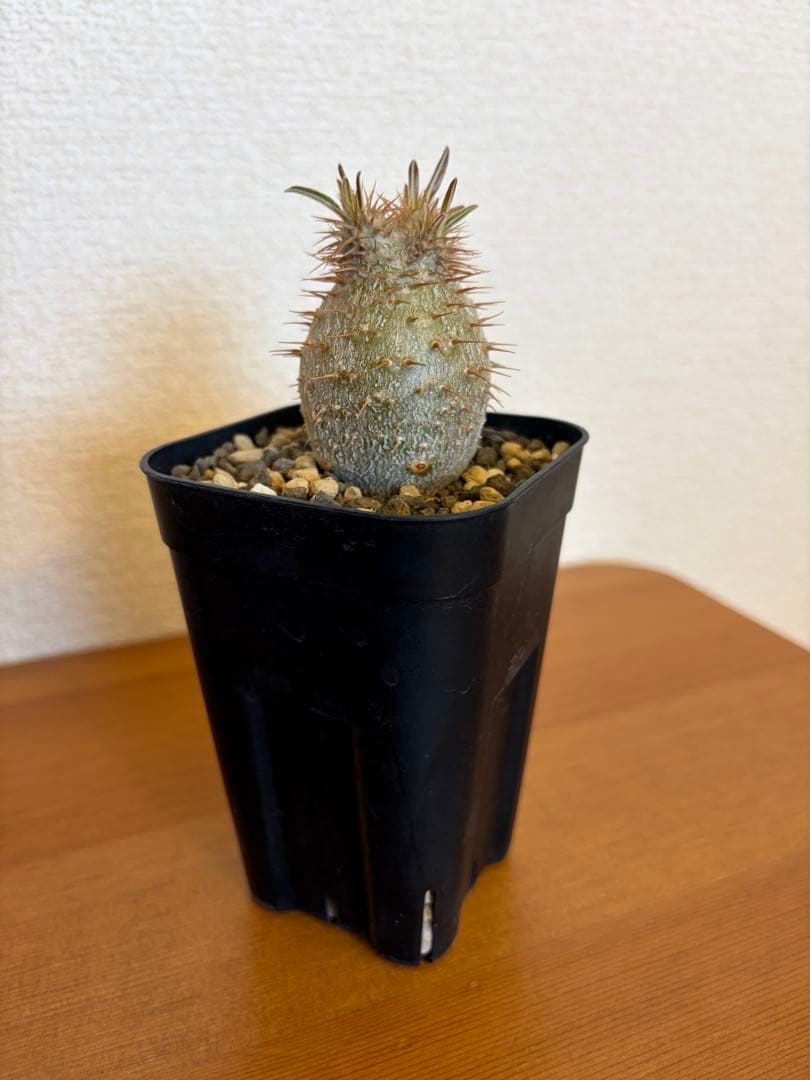 グラキリス　実生　2022.6播種