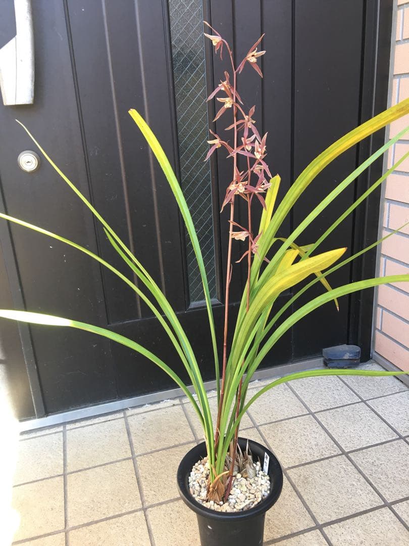 寒蘭　藤娘　花芽2付き　4本＋古芋1