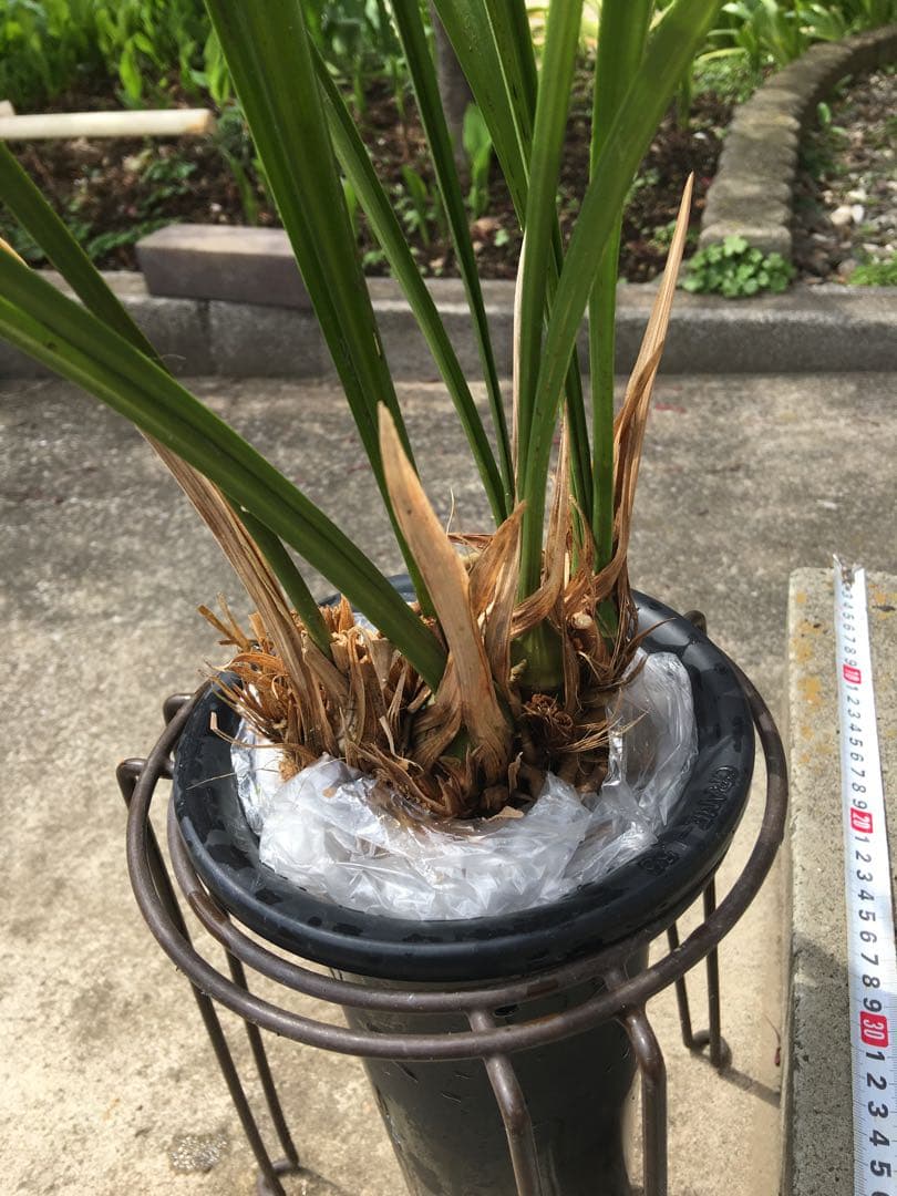 寒蘭　藤娘　花芽2付き　4本＋古芋1