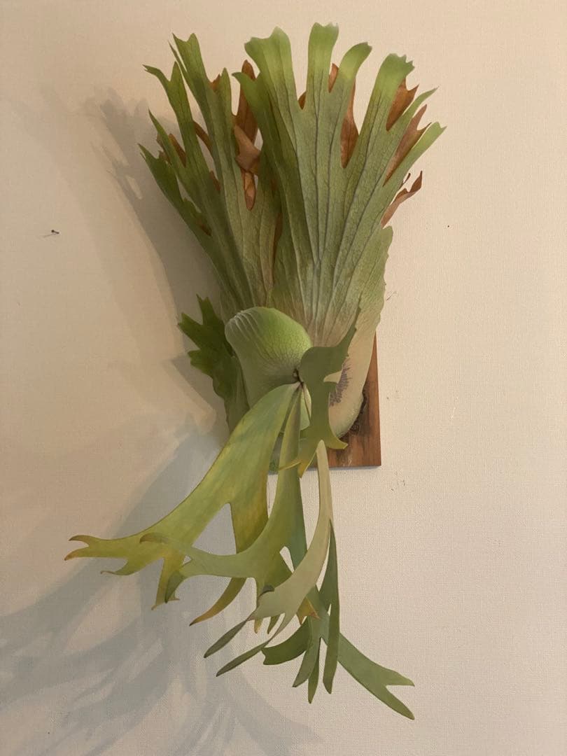 全長約90cm 超大型親株 P. willinckii 'Hualian'
