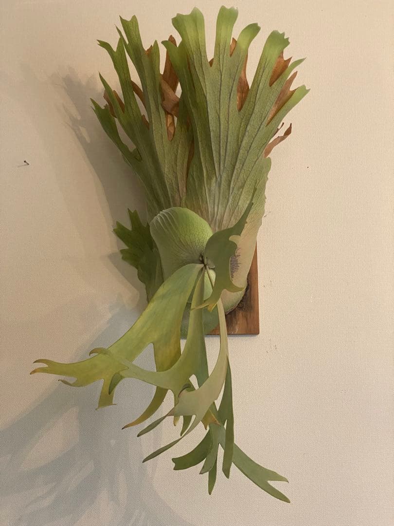全長約90cm 超大型親株 P. willinckii 'Hualian'