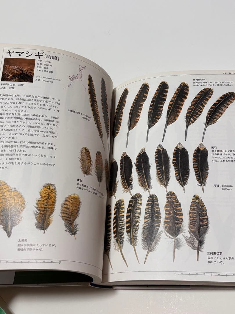 日本の野鳥　羽根図鑑