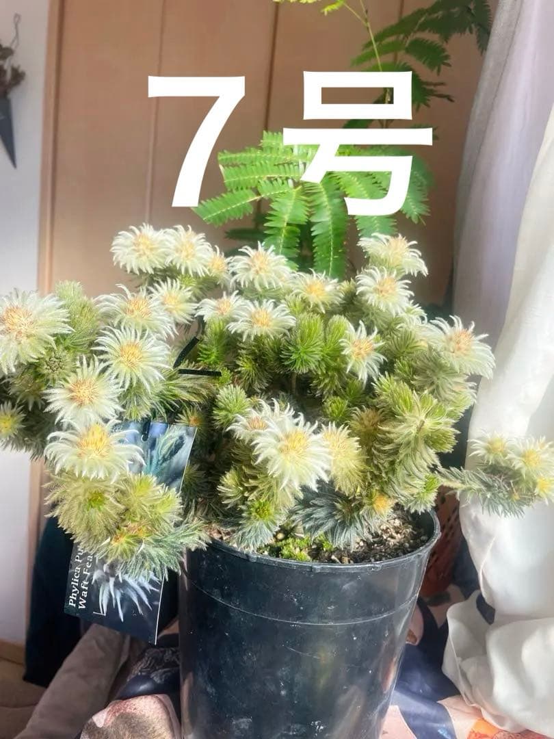 希少☆人気♡フィリカ プベッセンス ワフトフェザー♡お買い得写真７号