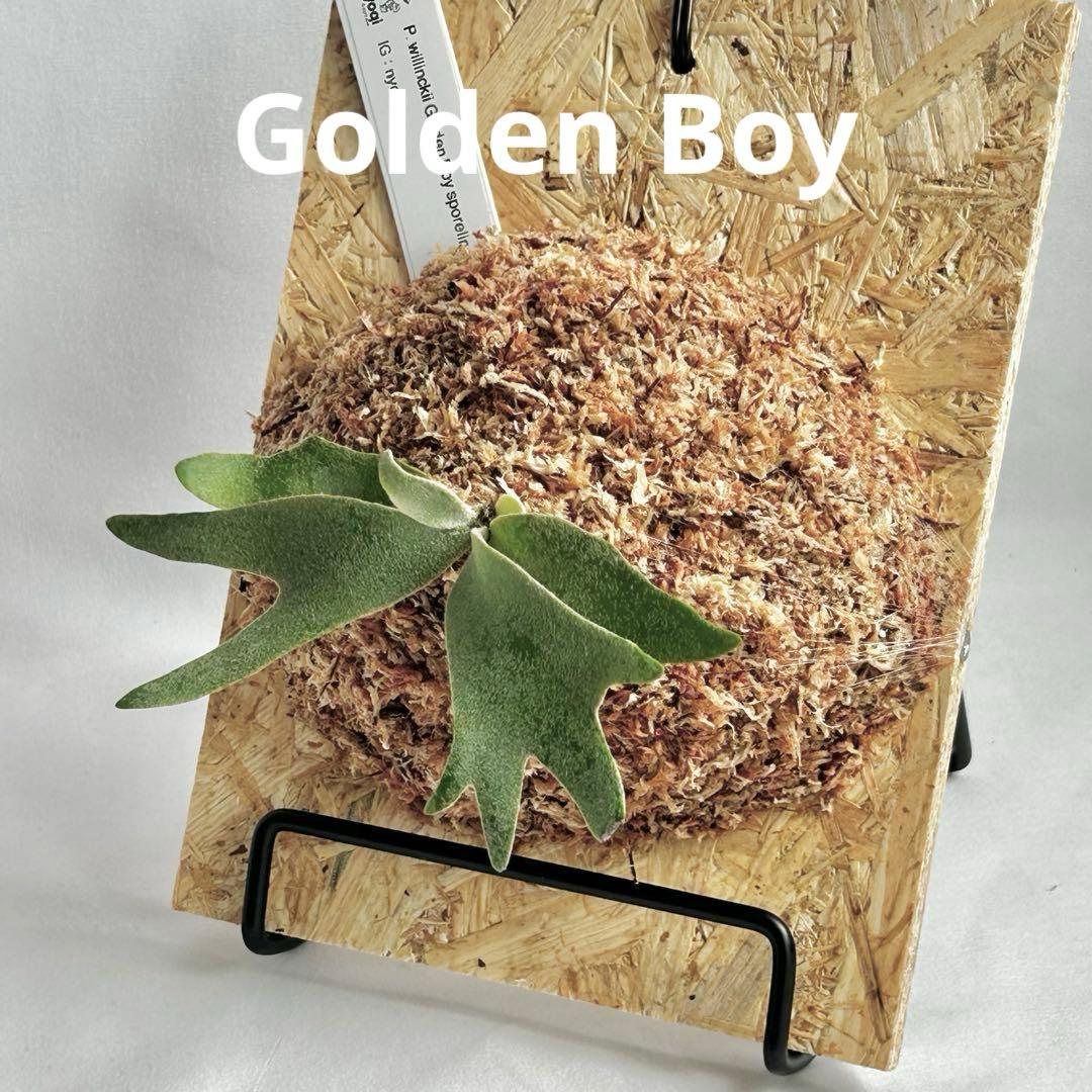 P. wilinckii Golden Boy spore【48】