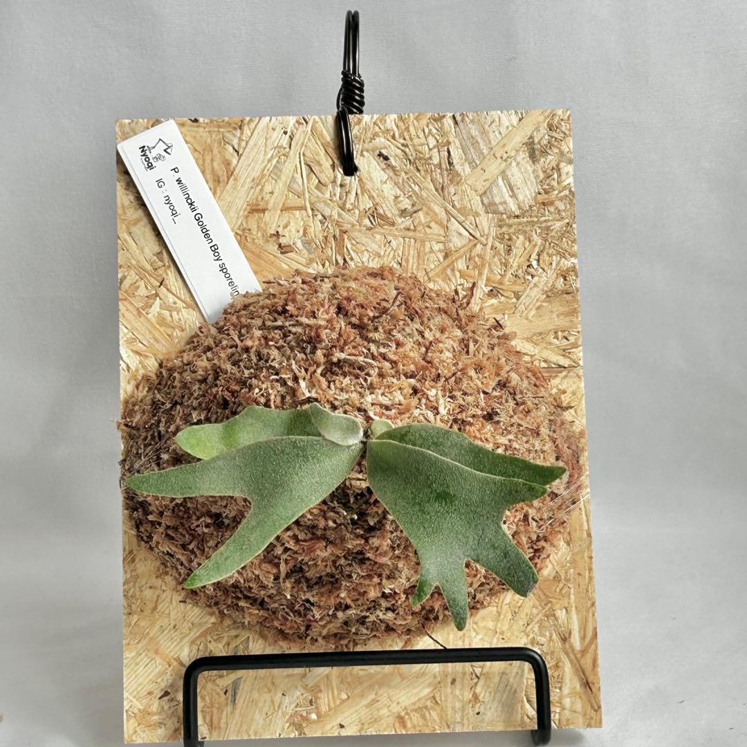 P. wilinckii Golden Boy spore【48】