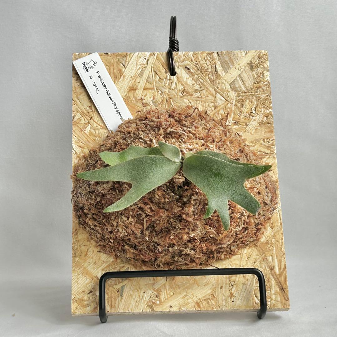 P. wilinckii Golden Boy spore【48】
